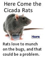 Cicadas are delicious, if you�re a rat, or even a human (WHAT??) , but then they go away. When that happens, rats will inevitably go looking for new food sources, like your garbage.